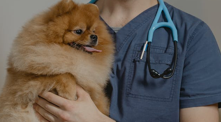 Pomeranian being held by vet employee for checkup