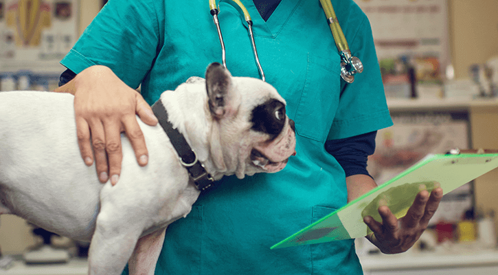 Surgery small black and white dog being pet by vet tech who is reviewing notes on clipboard