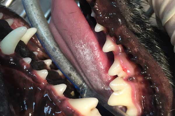 dog-teeth