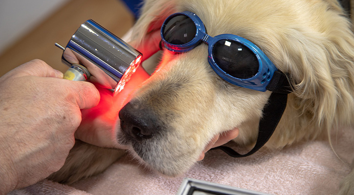dog_dental dog with protective glasses on receiving laser therapy treatment to nose