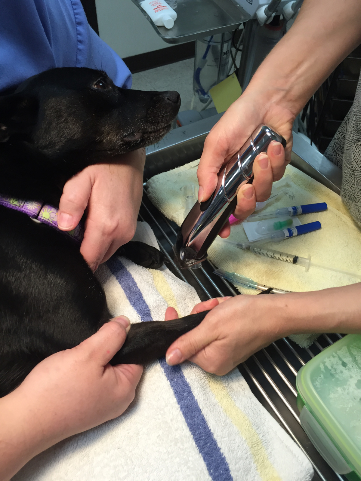 Vet and technician examining dog