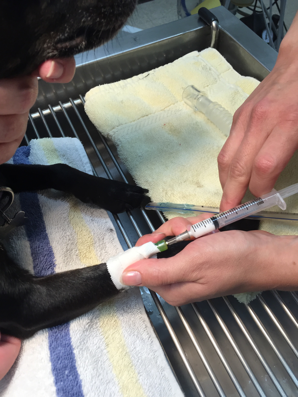 Vet giving injection to dog