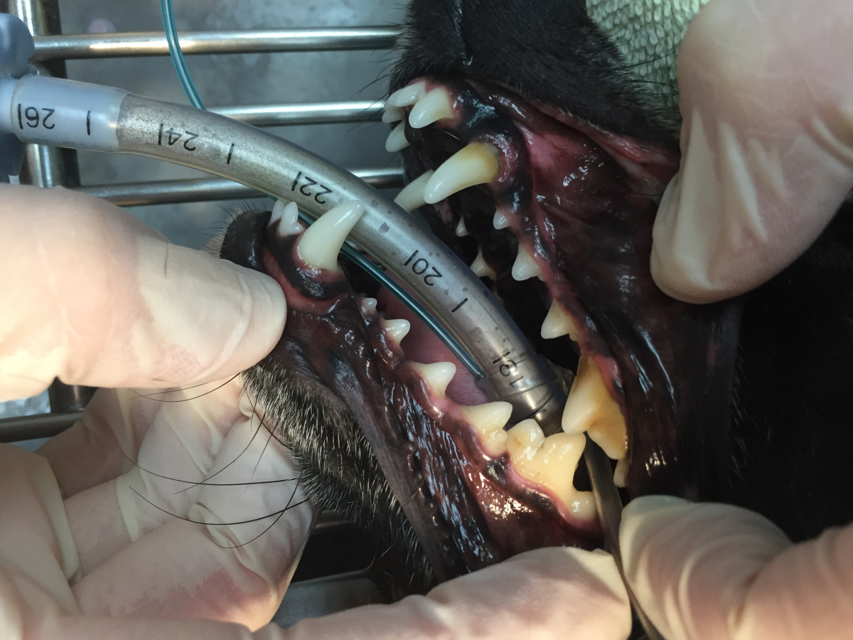 Vet performing dental treatment on dog
