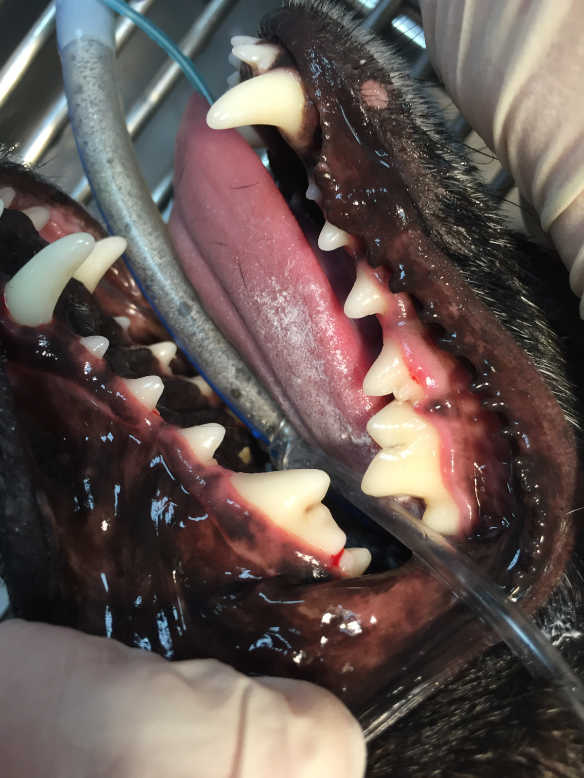 dental cleaning of dog