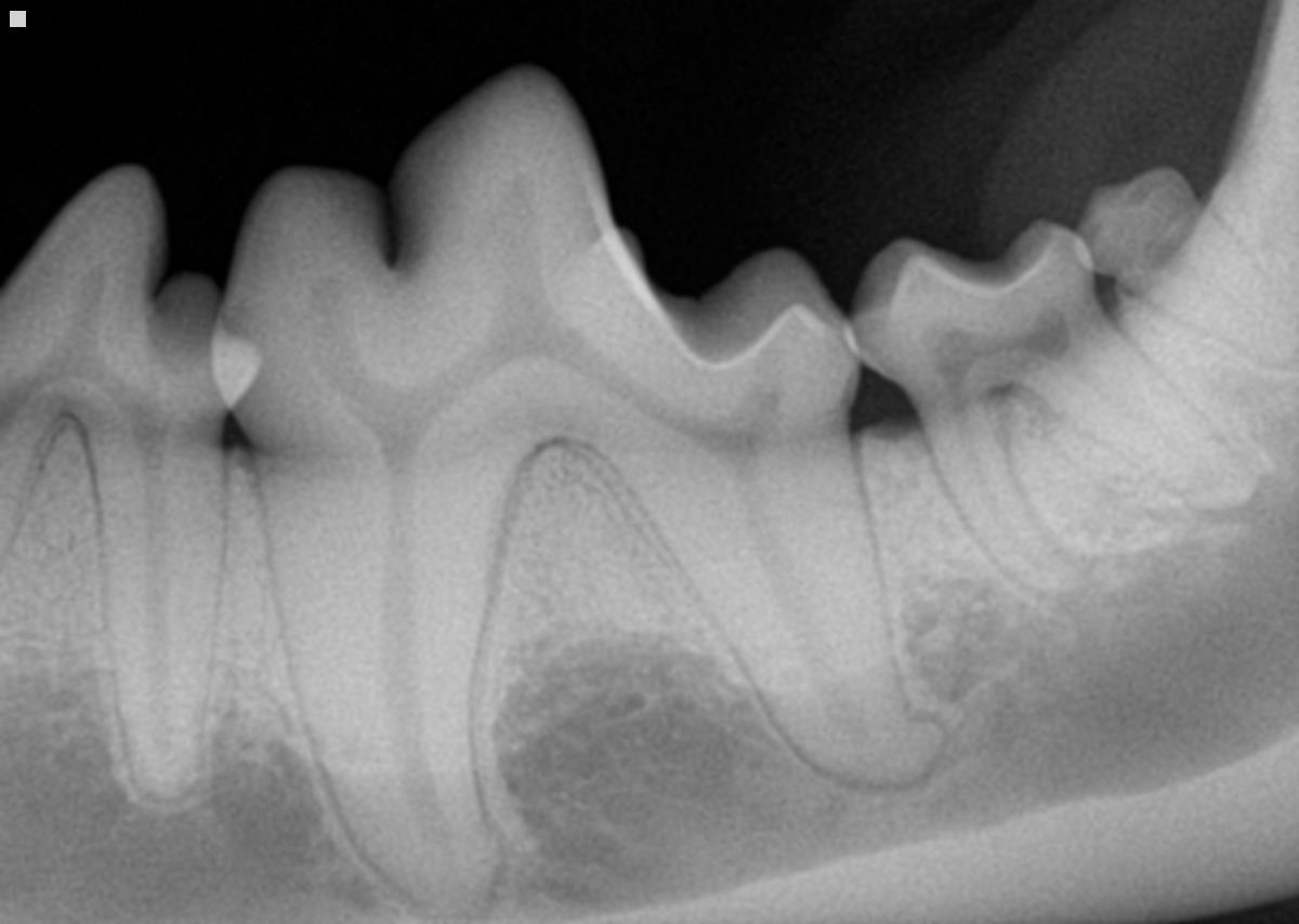 dog teeth x-ray