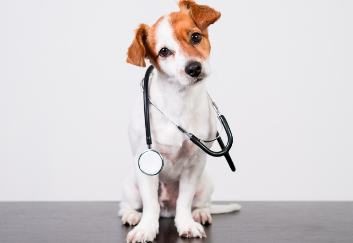 puppy sitting on floor with stethoscope over shoulders looking into camera