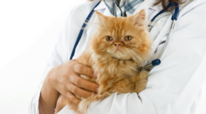 Veterinary Urgent Care